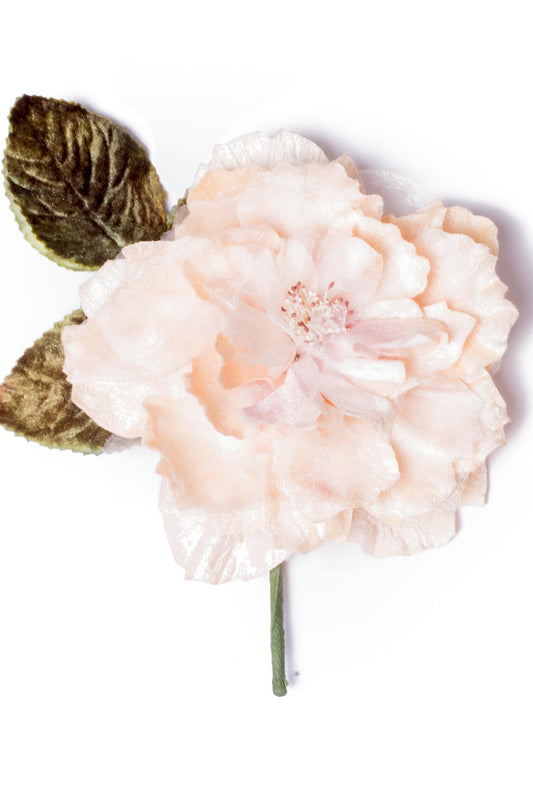 Cabbage Rose Champagne