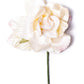 Vintage Rose - Cream